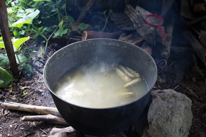 Fig. 8: Atole is prepared by boiling elotes and making a thick, grainy beverage. 