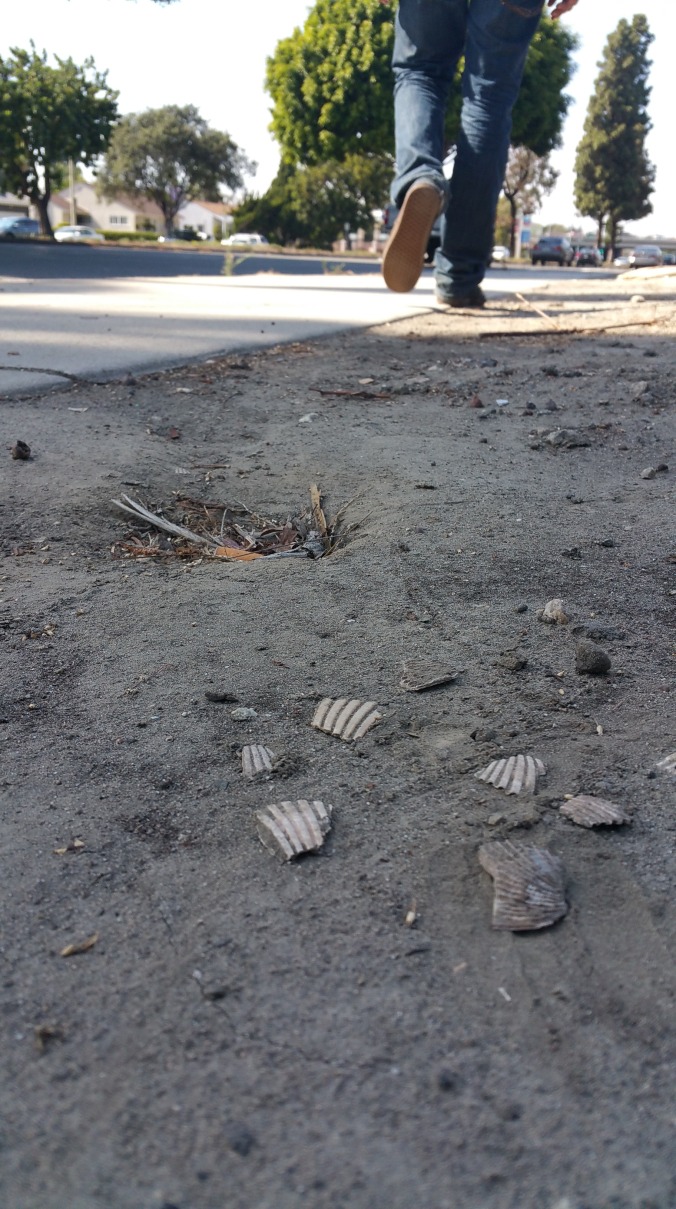 It's easy to bypass the seashells that sit at the intersection of Bellflower Blvd. and the 405 freeway in Long Beach, where over 60 years ago archaeologists uncovered the remains of 21 individuals.